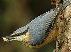 Eurasian Nuthatch