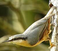 Eurasian Nuthatch