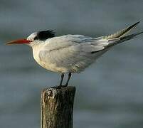 Elegant Tern