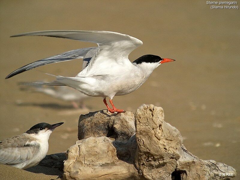 Common Tern