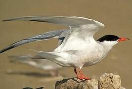 Common Tern