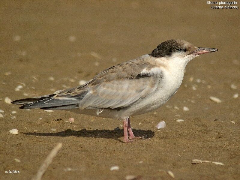 Common Tern