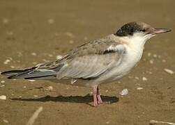 Common Tern