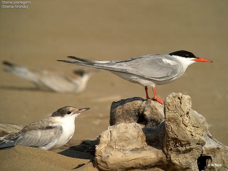 Common Tern