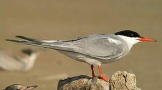 Common Tern