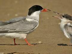 Common Tern