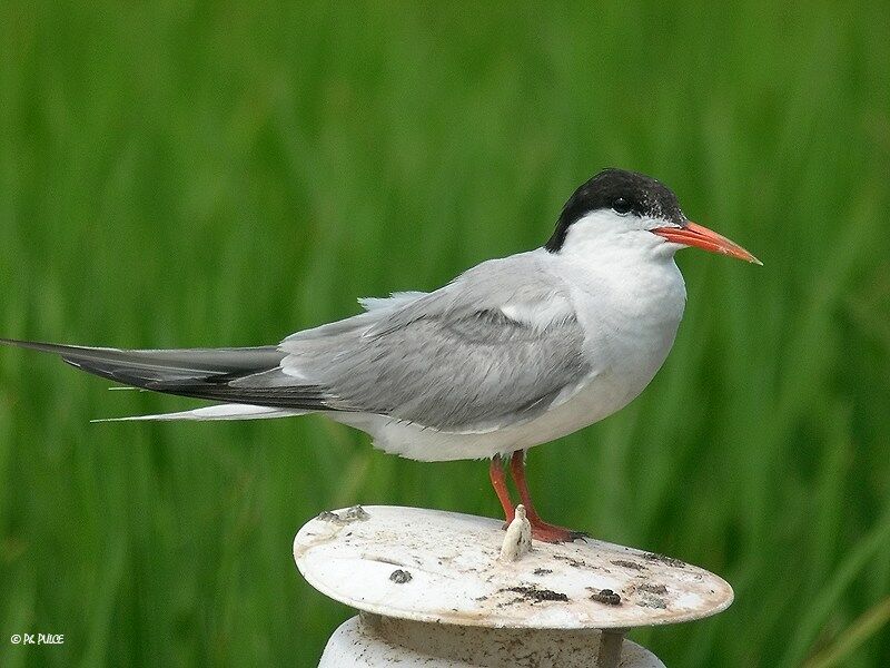 Common Tern