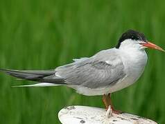 Common Tern