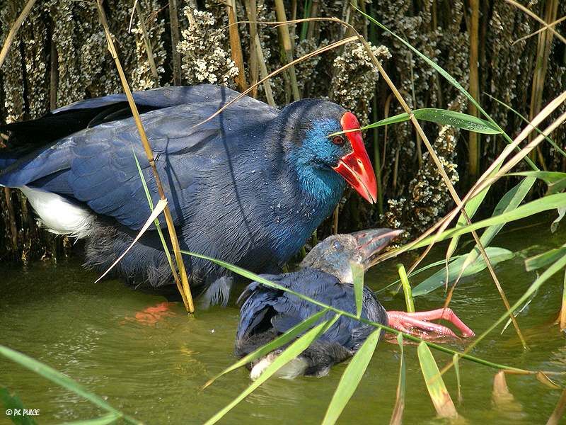 Western Swamphen