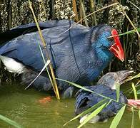 Western Swamphen