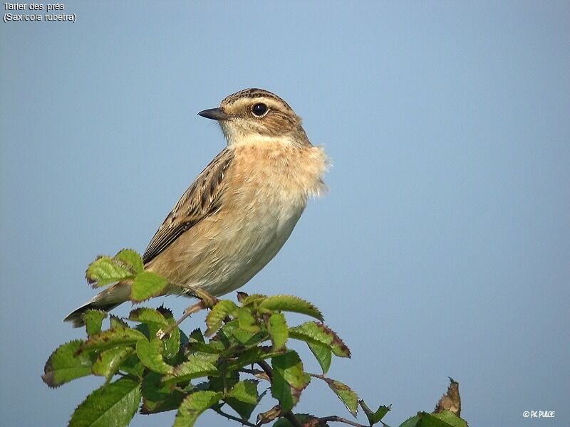 Whinchat