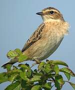 Whinchat