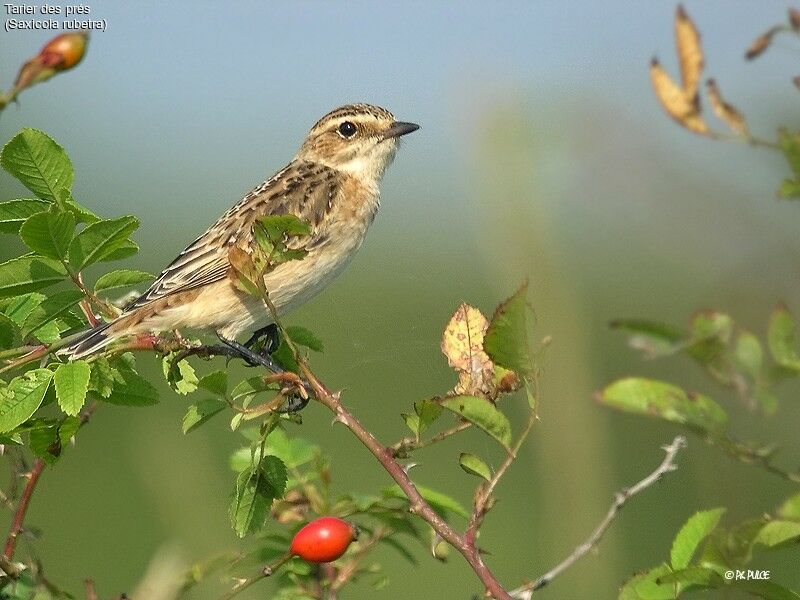 Whinchat