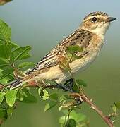 Whinchat