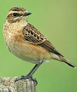 Whinchat