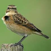 Whinchat