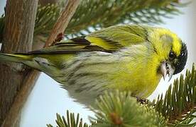 Eurasian Siskin