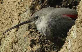 Wallcreeper