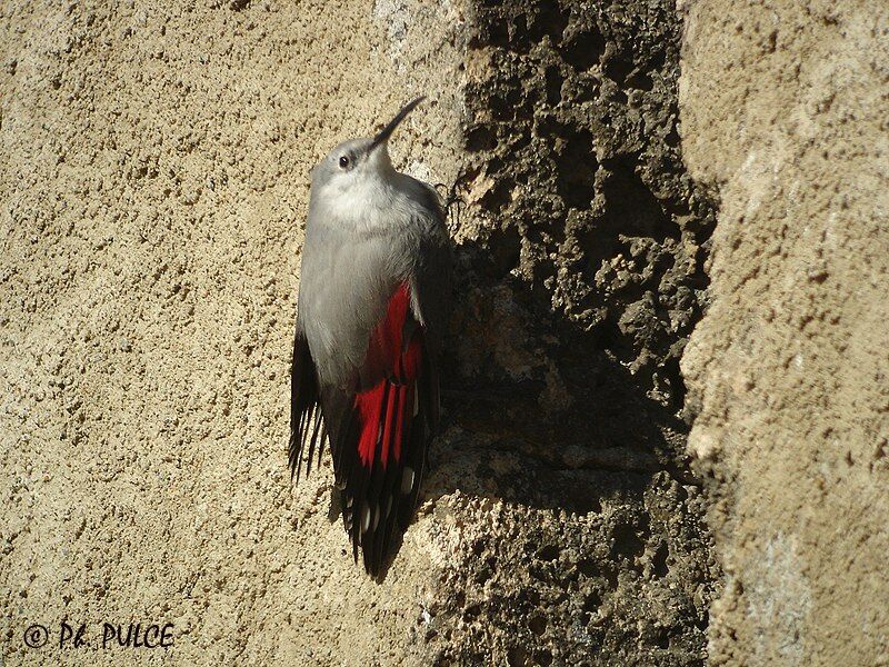 Wallcreeper