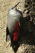 Wallcreeper