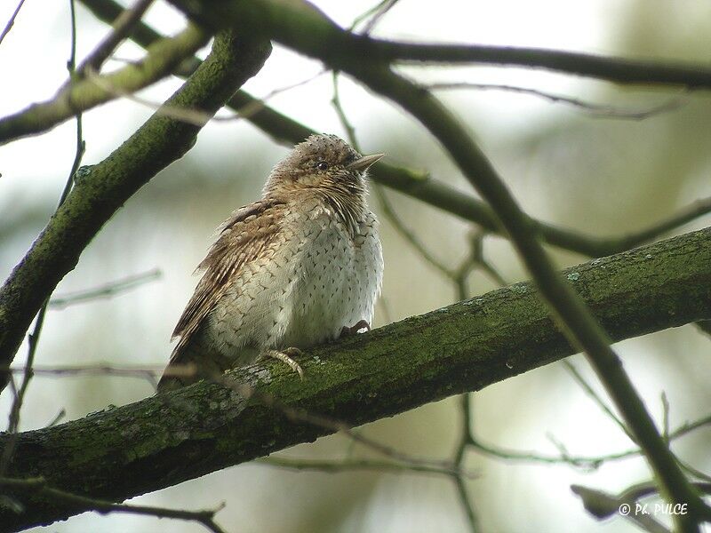 Eurasian Wryneck