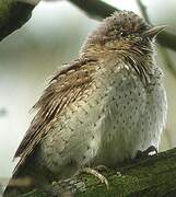 Eurasian Wryneck