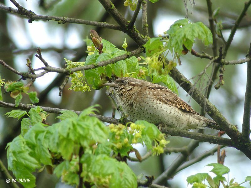 Eurasian Wryneck