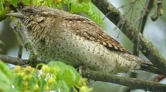 Eurasian Wryneck