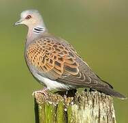 European Turtle Dove