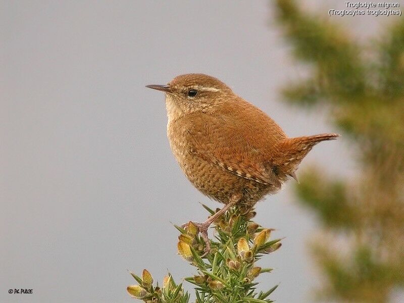 Eurasian Wren