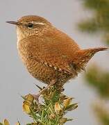 Eurasian Wren