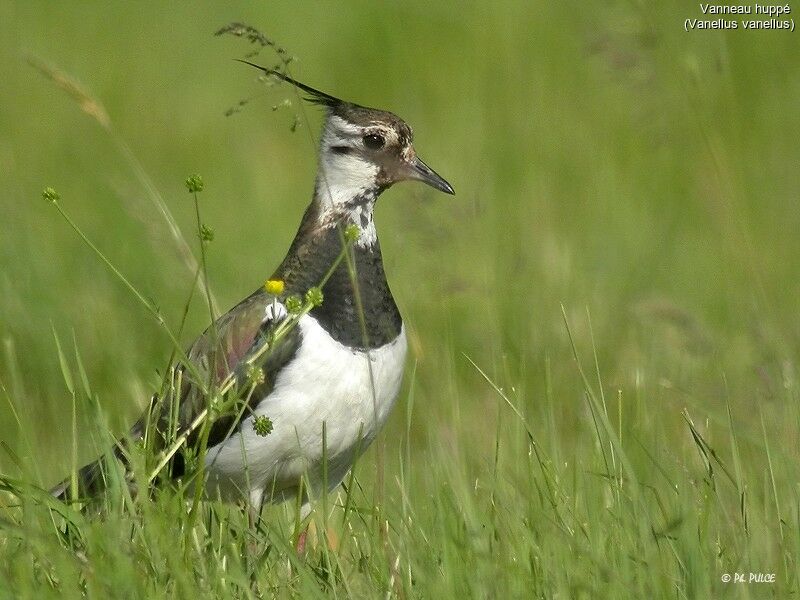 Northern Lapwing