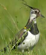 Northern Lapwing