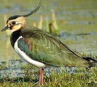 Northern Lapwing