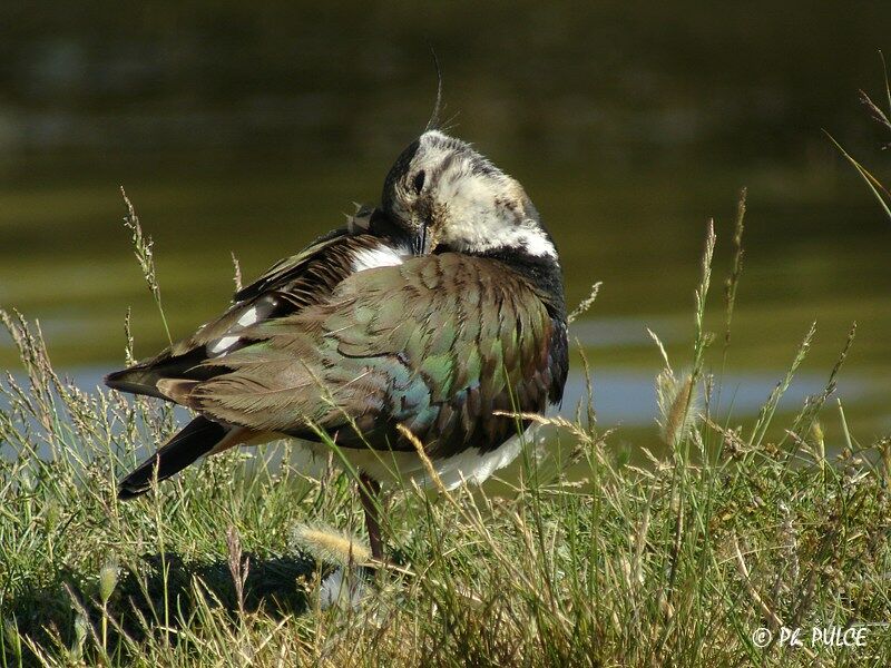 Northern Lapwing