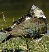 Northern Lapwing