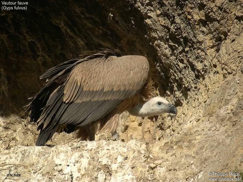 Griffon Vulture