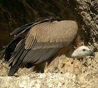 Griffon Vulture