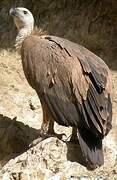 Griffon Vulture