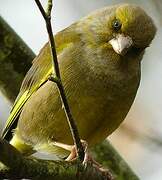 European Greenfinch