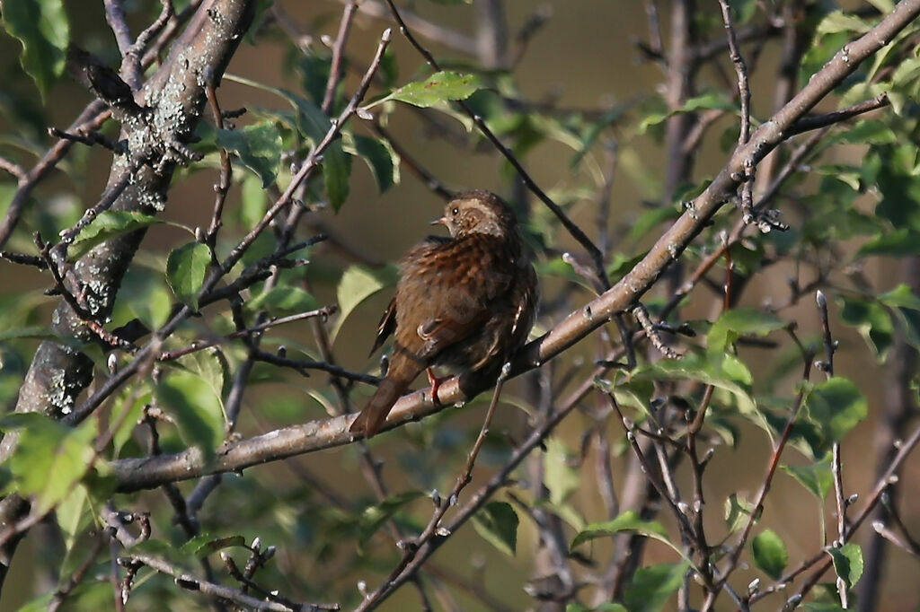 Dunnock