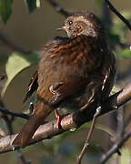 Dunnock