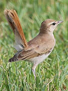 Rufous-tailed Scrub Robin