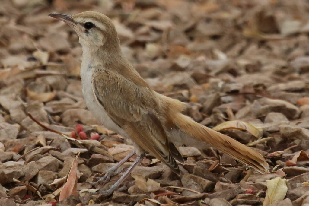 Rufous-tailed Scrub Robin