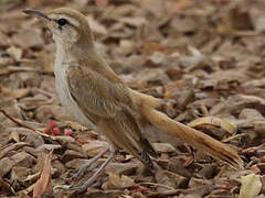 Rufous-tailed Scrub Robin