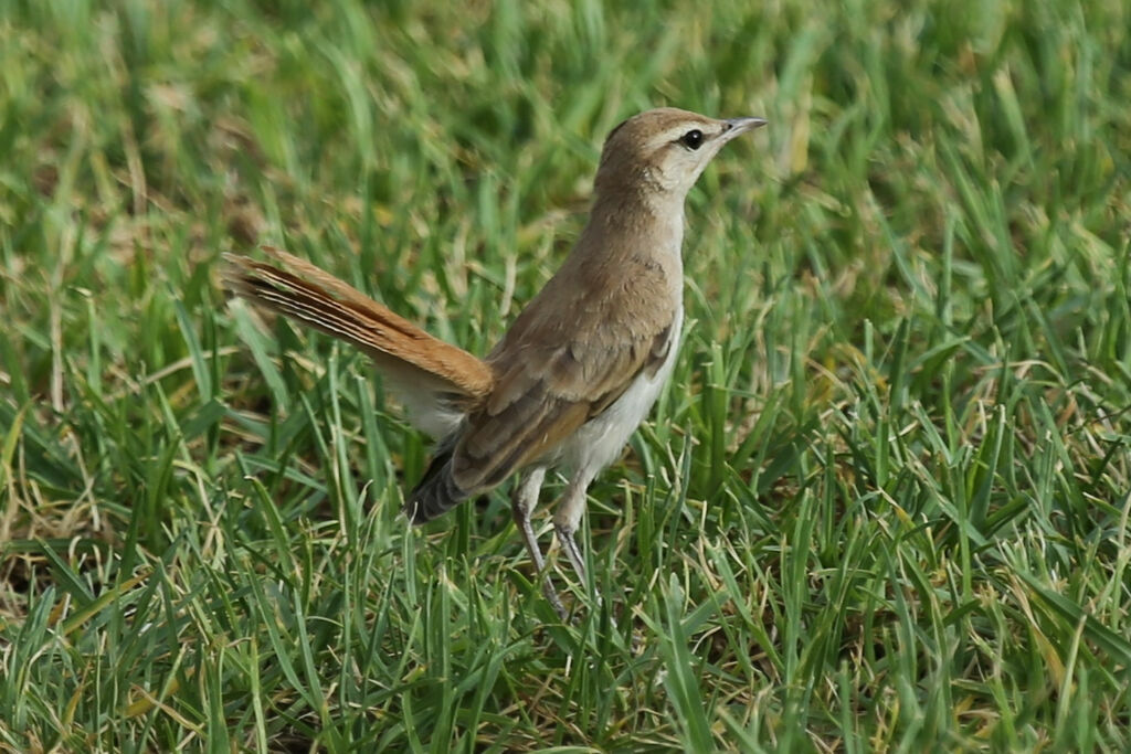 Rufous-tailed Scrub Robin