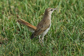 Rufous-tailed Scrub Robin