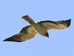 Booted Eagle