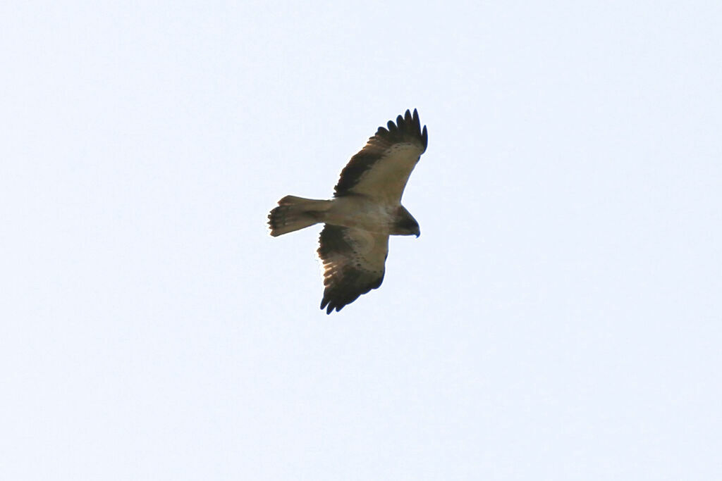 Booted Eagle