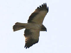 Booted Eagle